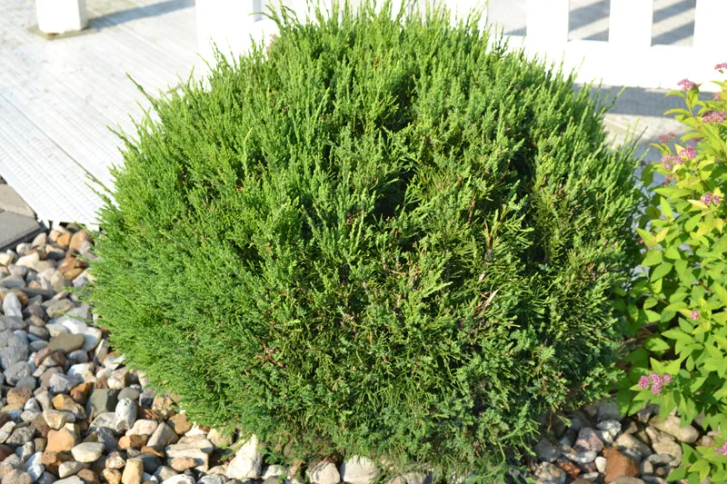 Sea-Green-Juniper.jpg