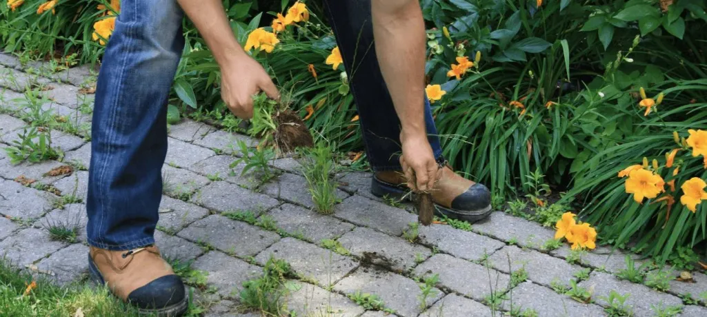 За какие растения на участке грозит штраф