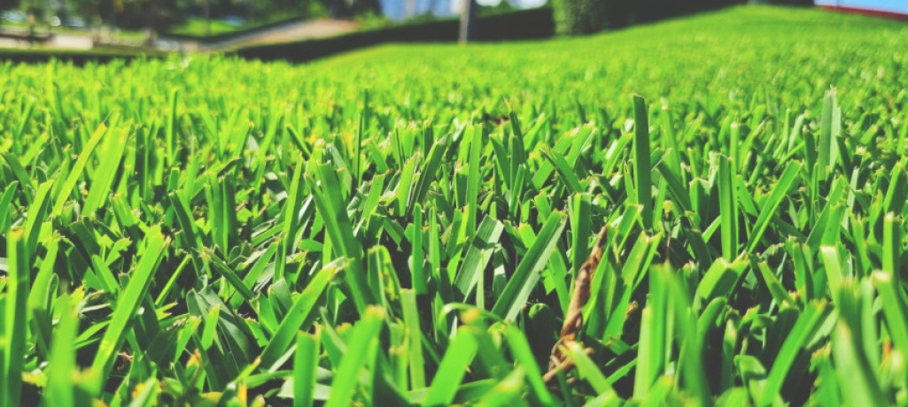 Плюсы и минусы посевного и рулонного газонов