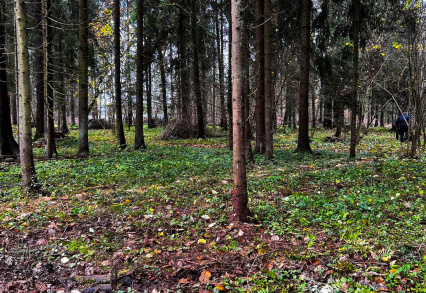 «РигаЛес»: провели плановые работы по благоустройству территории