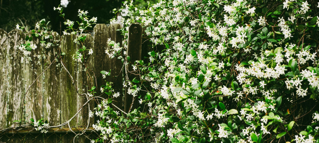 Какие цветы и растения посадить на участке вдоль забора