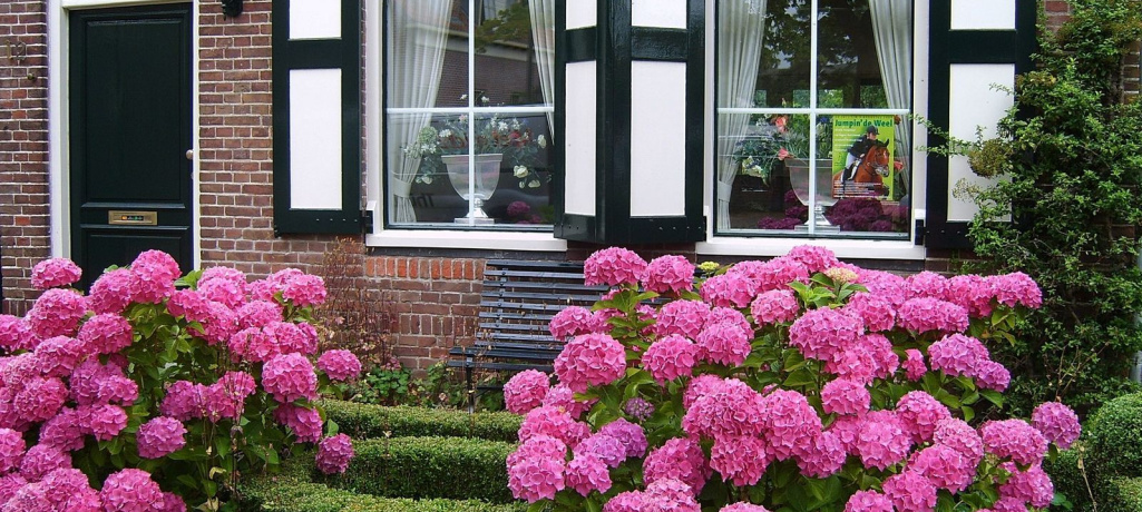 Правила посадки гортензии осенью